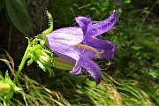 74 Campanula selvatica (Campanula trachelium)